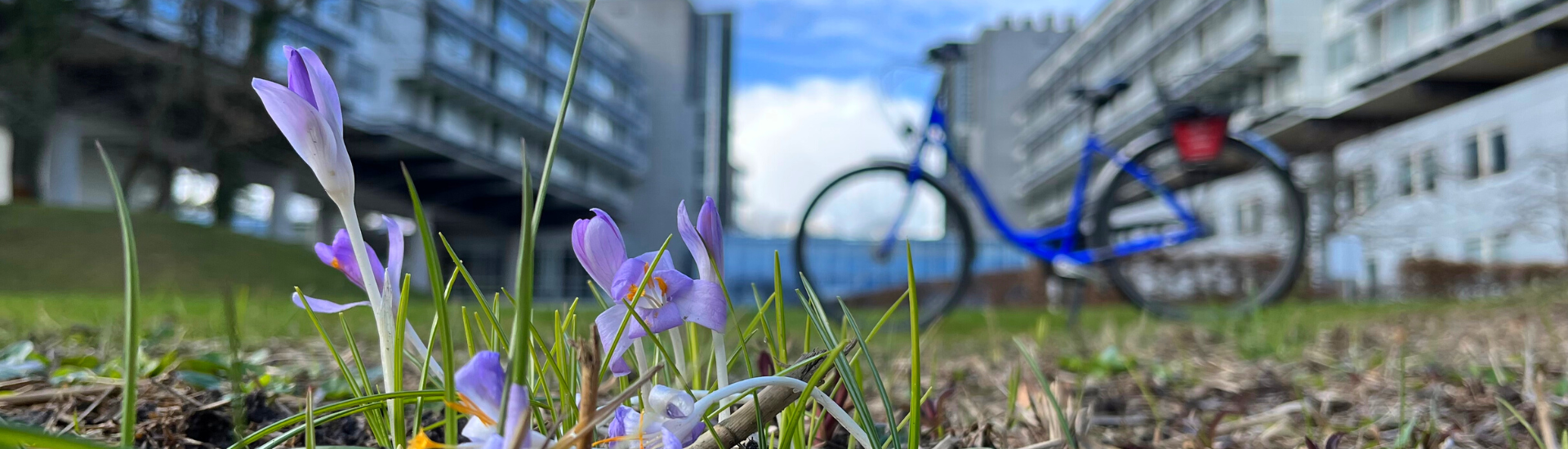 Potsdam mit dem Fahrrad erkunden.