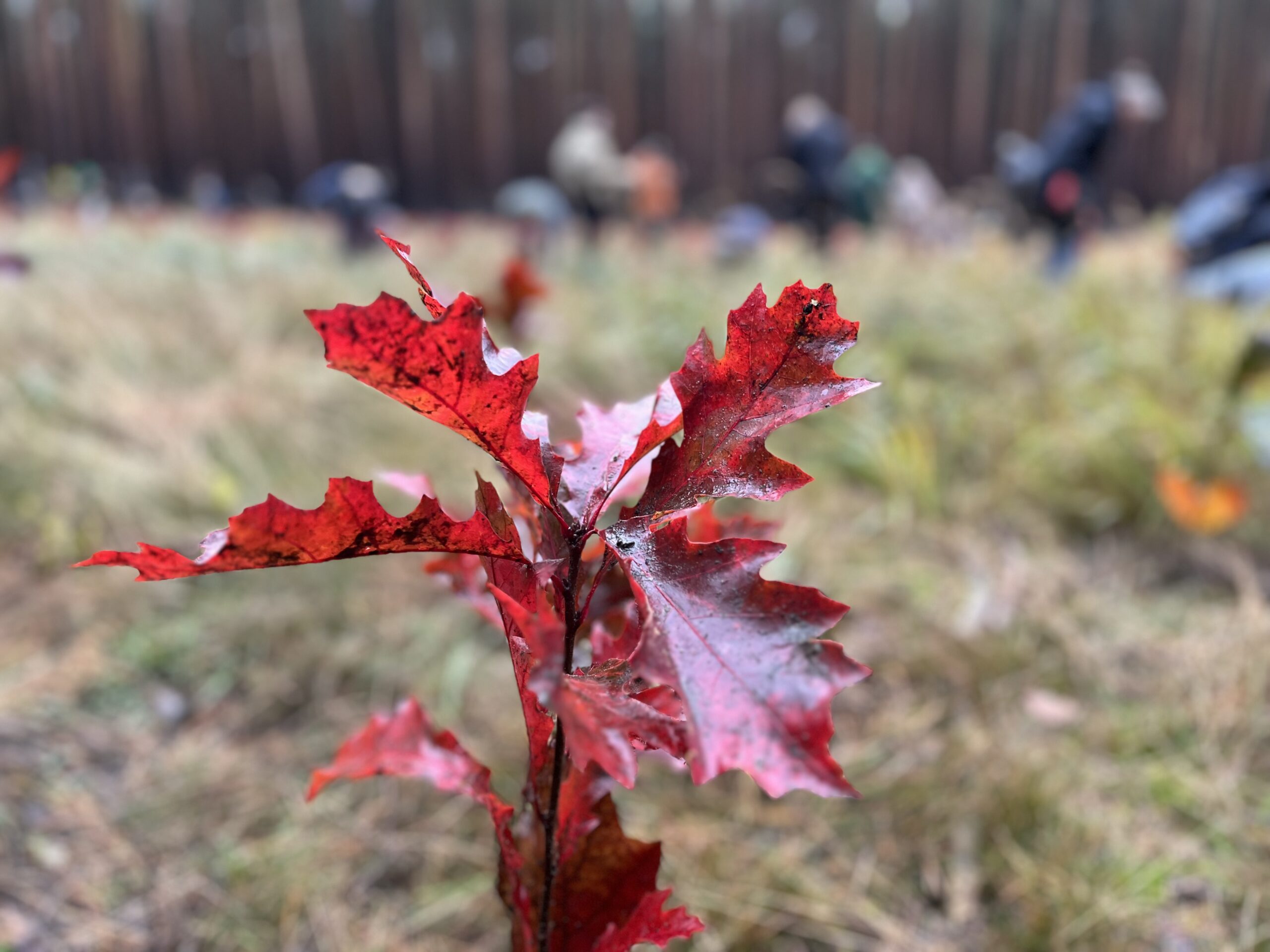 Plant-my-tree